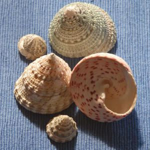 New “Shells” (Price Includes Free USA Shipping)